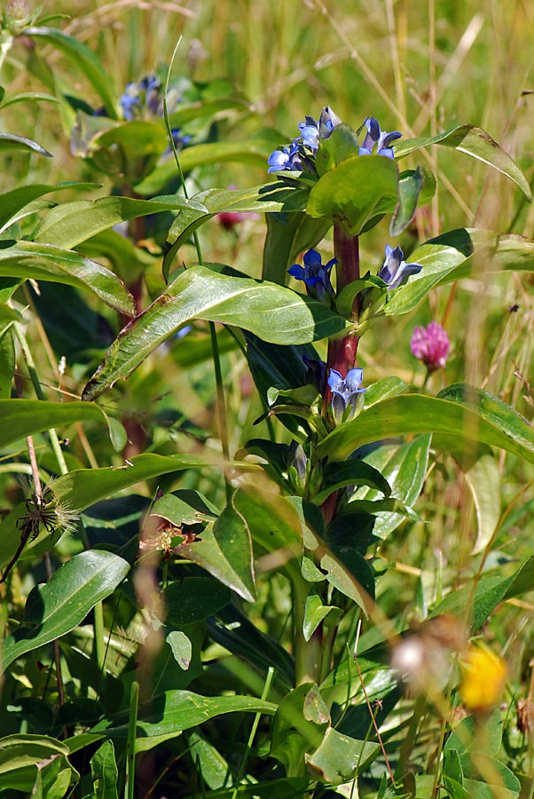 Gentiana cruciata / Genziana minore